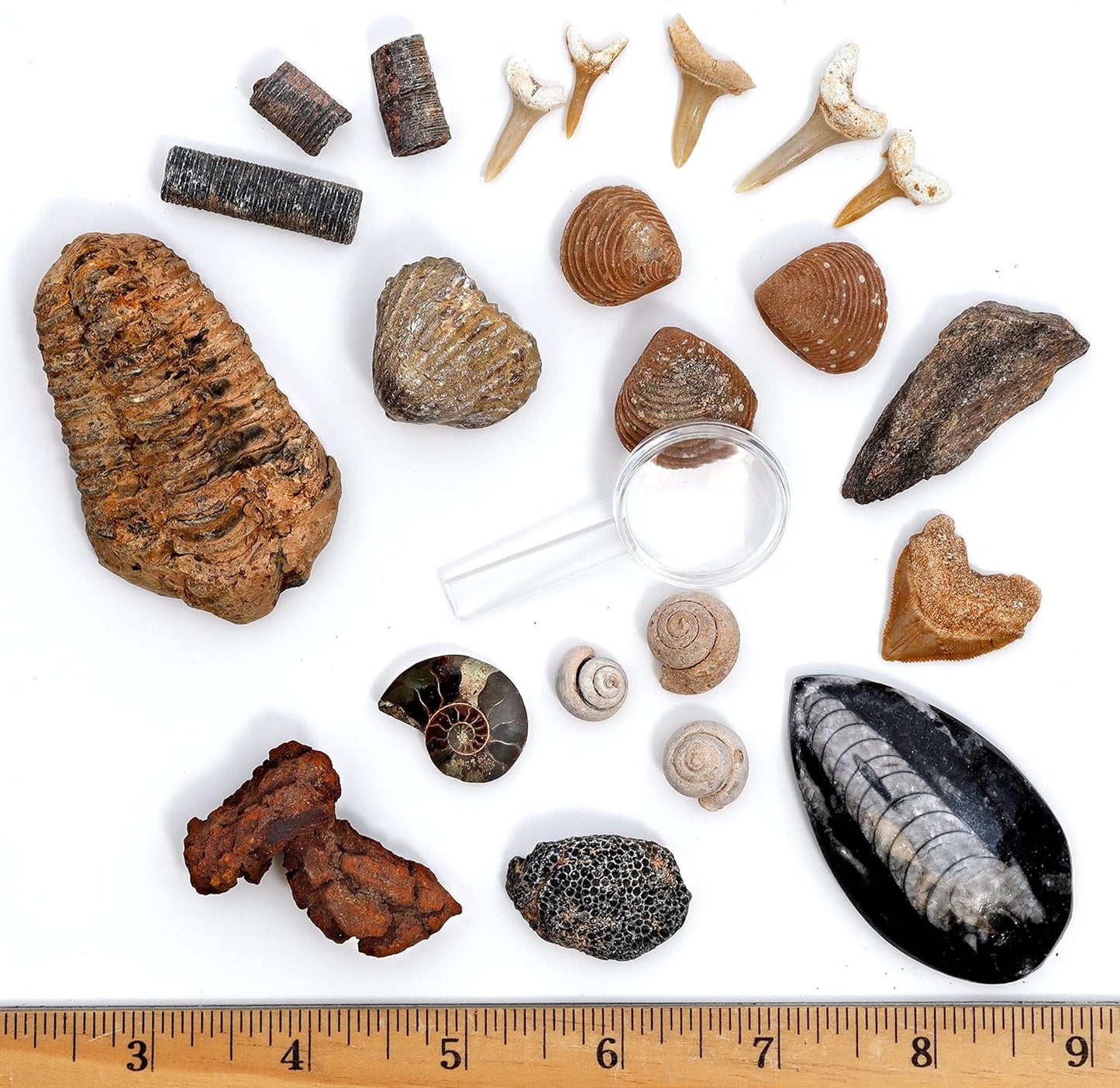 Fossil Collection Kit (12 Pc Set) Real Shark Teeth, Dinosaur Bone, Coprolite (Po