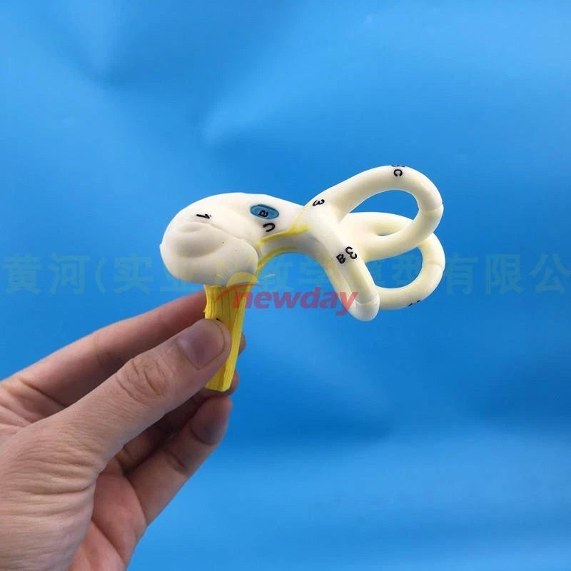 Human Semicircular Canal Anatomical Model Inner Ear Ear Model Labyrinth Model 1