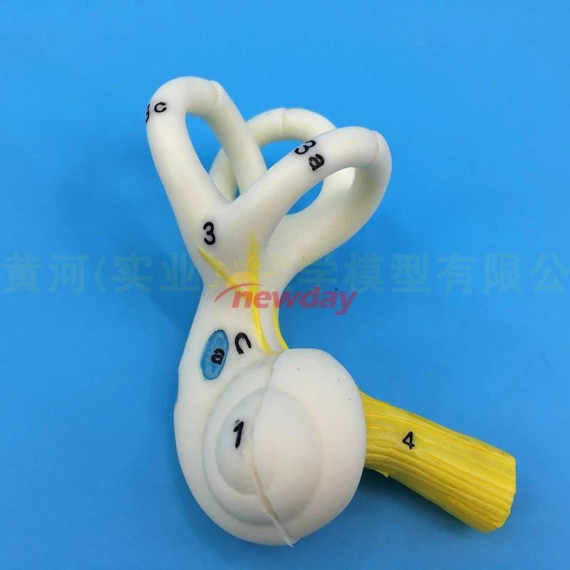 Human Semicircular Canal Anatomical Model Inner Ear Ear Model Labyrinth Model 1