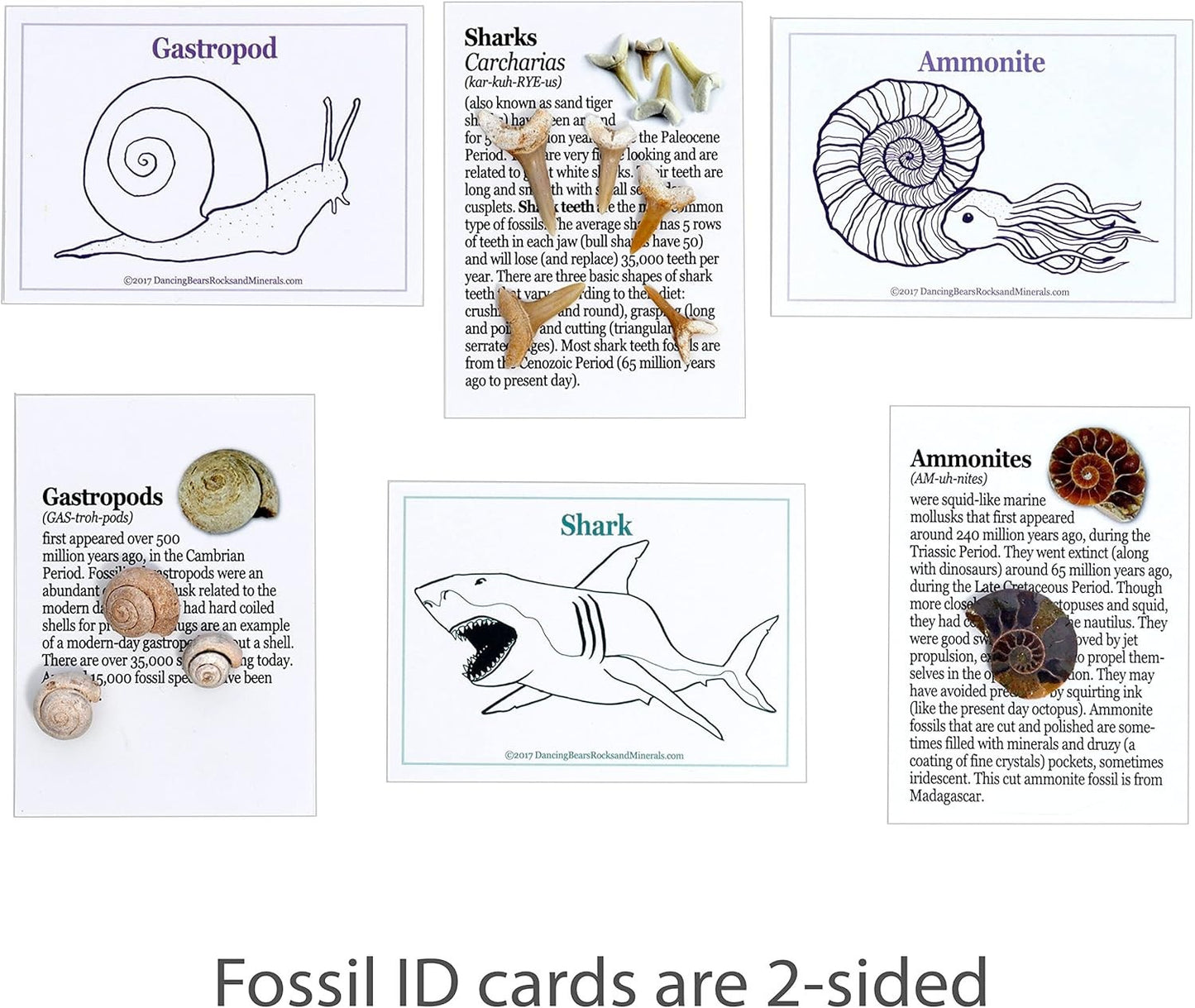 Fossil Collection Kit (12 Pc Set) Real Shark Teeth, Dinosaur Bone, Coprolite (Po