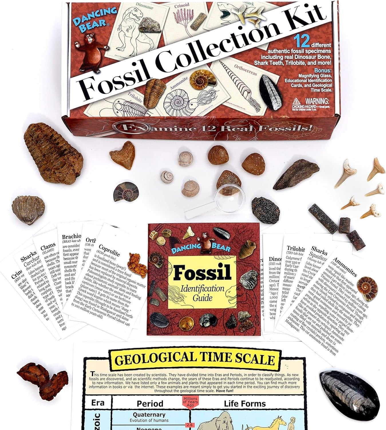Fossil Collection Kit (12 Pc Set) Real Shark Teeth, Dinosaur Bone, Coprolite (Po