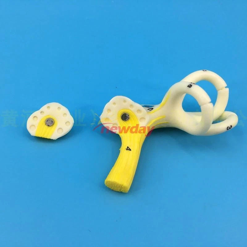 Human Semicircular Canal Anatomical Model Inner Ear Ear Model Labyrinth Model 1