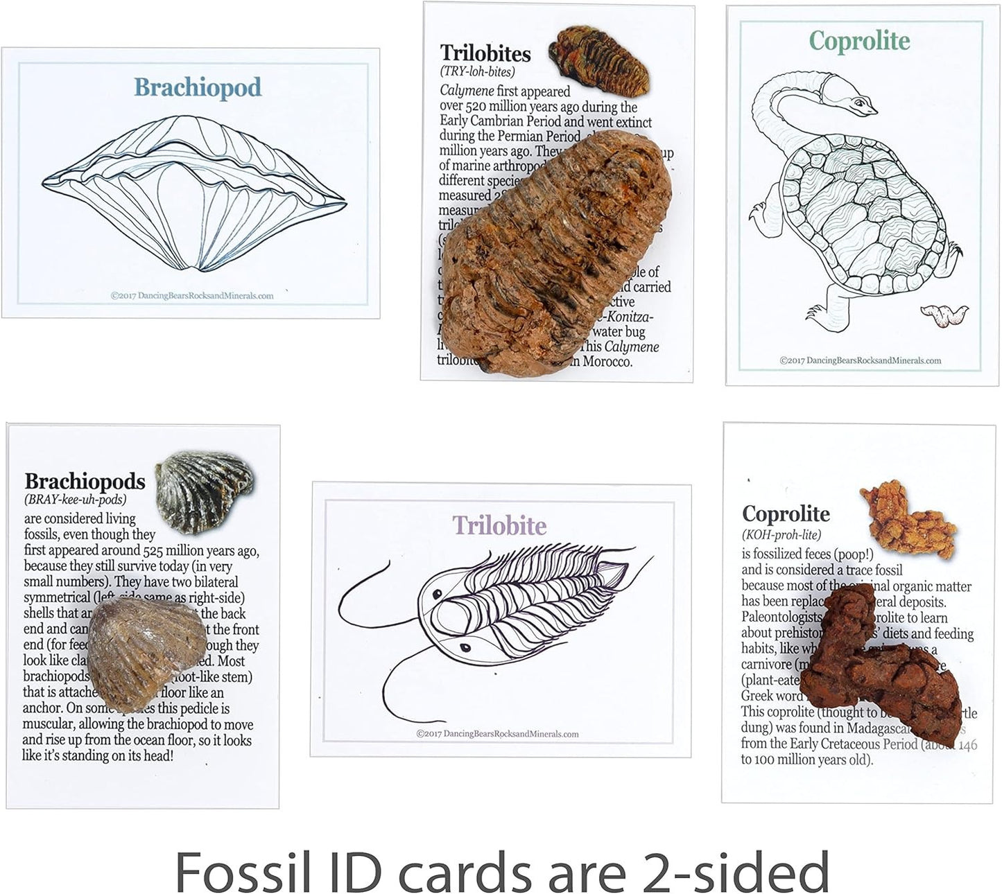 Fossil Collection Kit (12 Pc Set) Real Shark Teeth, Dinosaur Bone, Coprolite (Po
