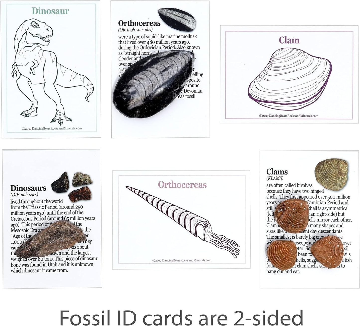 Fossil Collection Kit (12 Pc Set) Real Shark Teeth, Dinosaur Bone, Coprolite (Po