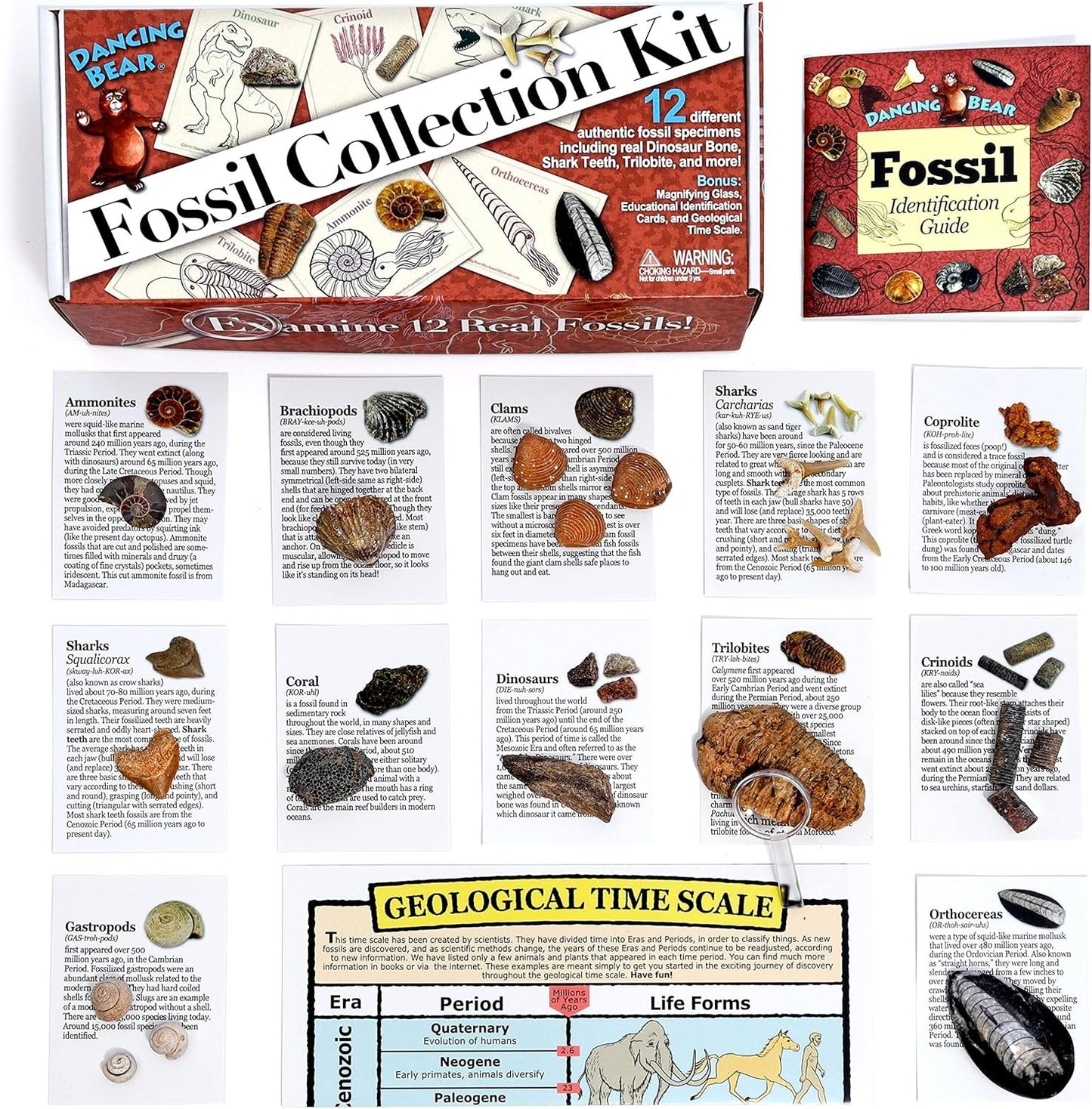 Fossil Collection Kit (12 Pc Set) Real Shark Teeth, Dinosaur Bone, Coprolite (Po
