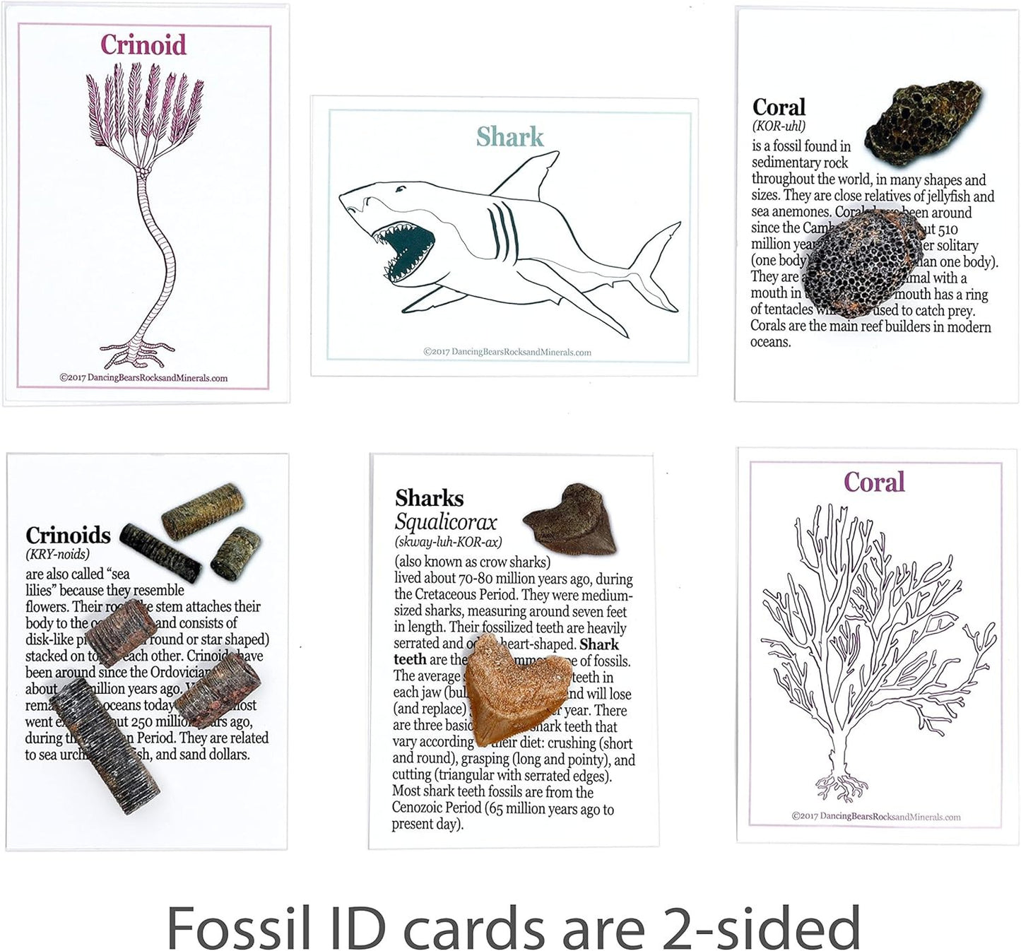 Fossil Collection Kit (12 Pc Set) Real Shark Teeth, Dinosaur Bone, Coprolite (Po