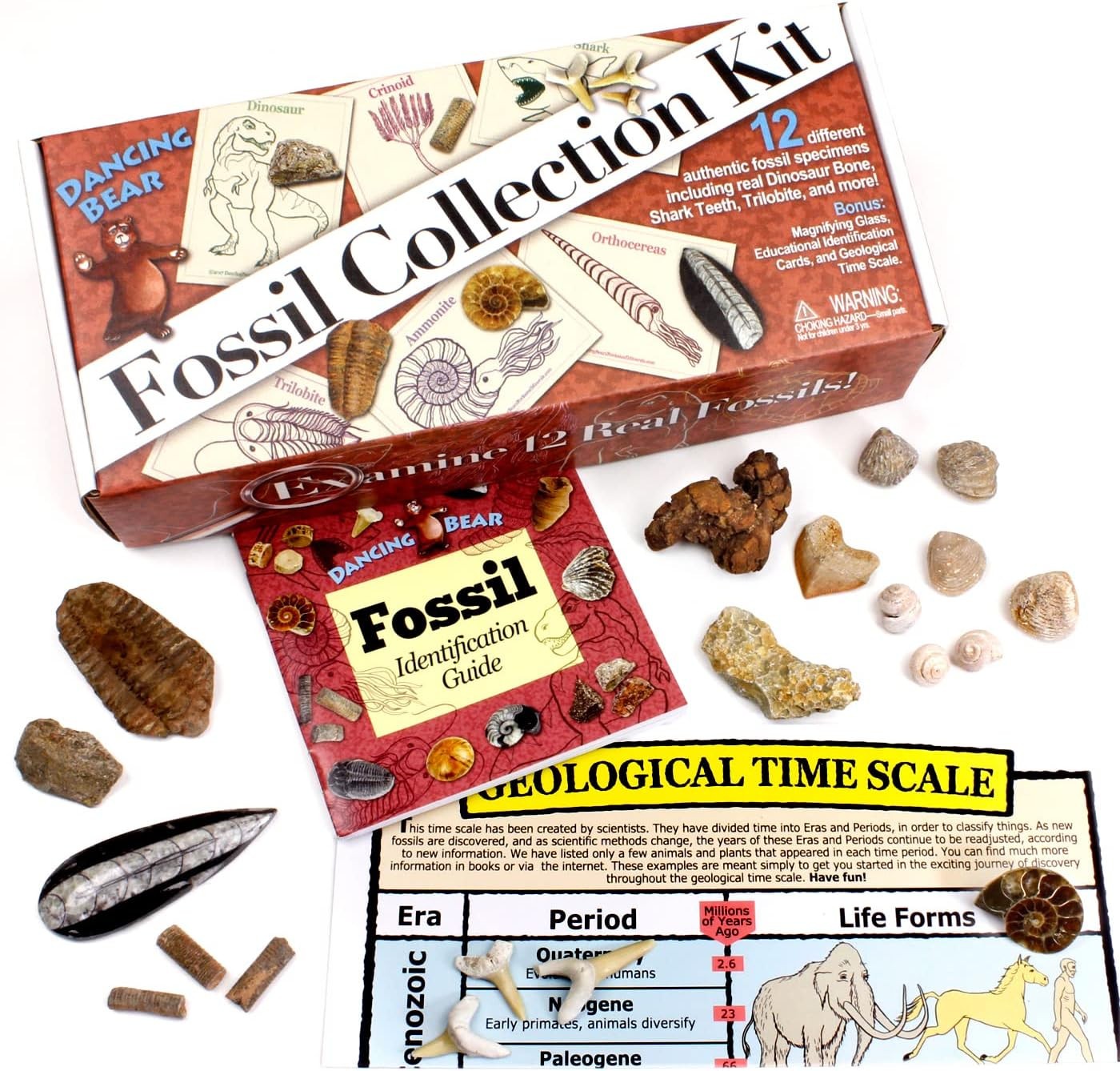 Fossil Collection Kit (12 Pc Set) Real Shark Teeth, Dinosaur Bone, Coprolite (Po